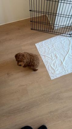 TOY POODLE ERKEK 2 AYLIK