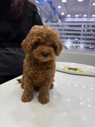 RED BROWN TOY POODLE