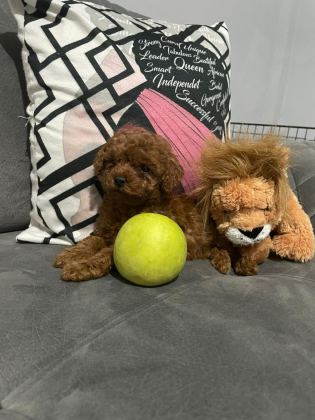 A KALİTE DİŞİ POODLE YAVRULARIM