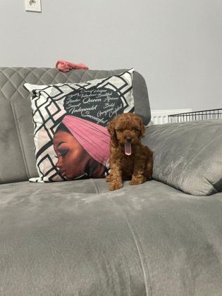 A KALİTE DİŞİ POODLE YAVRULARIM