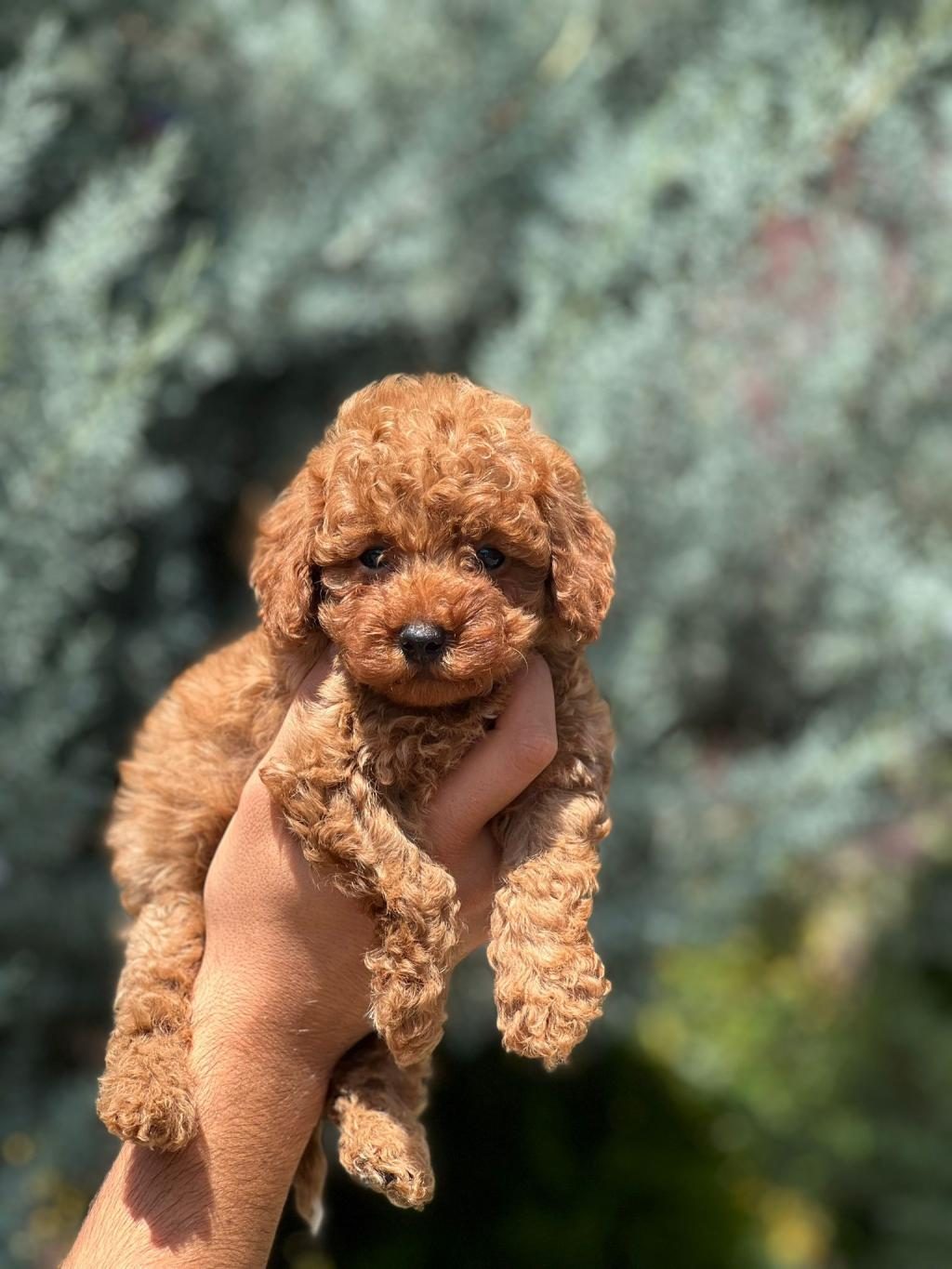SAFKAN TOY POODLE YAVRUMUZ