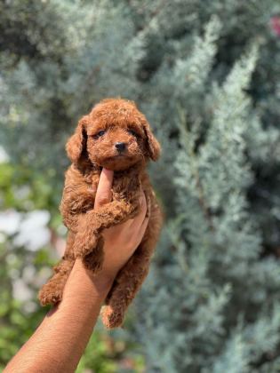 SAFKAN TOY POODLE YAVRUMUZ
