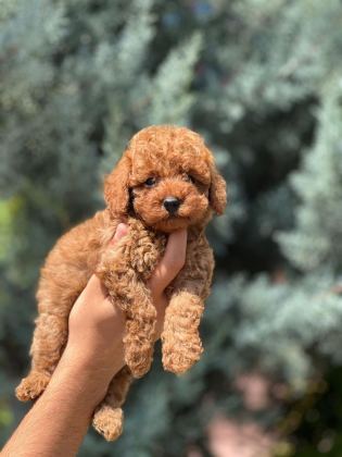SAFKAN TOY POODLE YAVRUMUZ