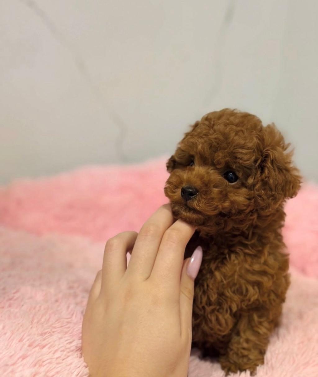 KALİTELİ TOY POODLE