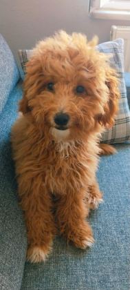 YETİŞKİN DİŞİ MALTİPOO