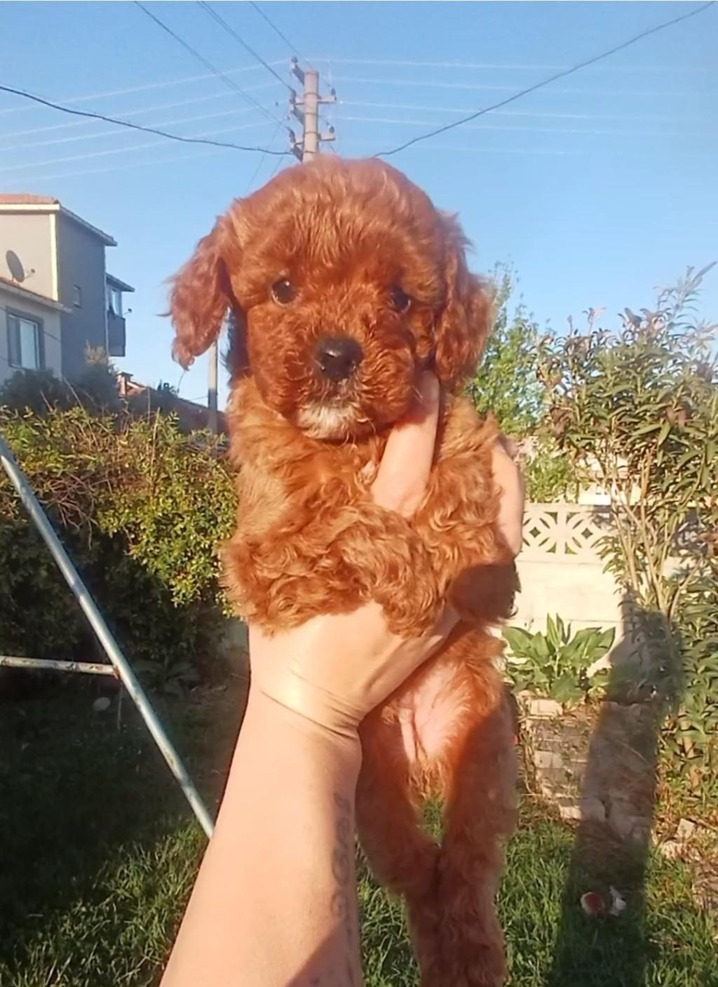 TOY POODLE YAVRULARI
