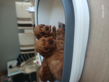TOY POODLE YAVRULARI