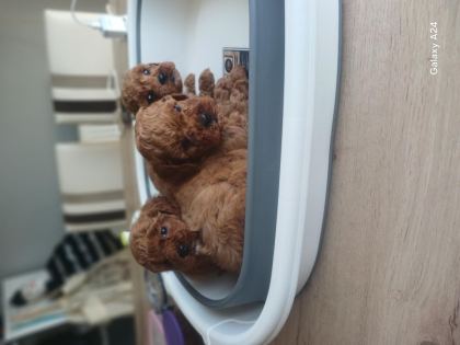 TOY POODLE YAVRULARI