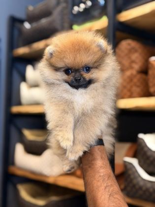 MERSİN POMERANİAN BOO