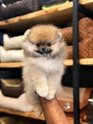 MERSİN POMERANİAN BOO