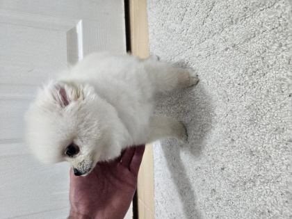 2,5 AYLIK DİŞİ POMERANİAN BOO AŞILI SAĞLIKLI