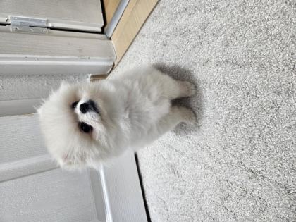 2,5 AYLIK DİŞİ POMERANİAN BOO AŞILI SAĞLIKLI