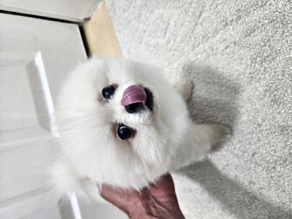 2,5 AYLIK DİŞİ POMERANİAN BOO AŞILI SAĞLIKLI