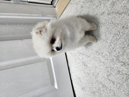 2,5 AYLIK DİŞİ POMERANİAN BOO AŞILI SAĞLIKLI