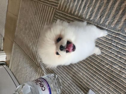 2,5 AYLIK DİŞİ POMERANİAN BOO AŞILI SAĞLIKLI