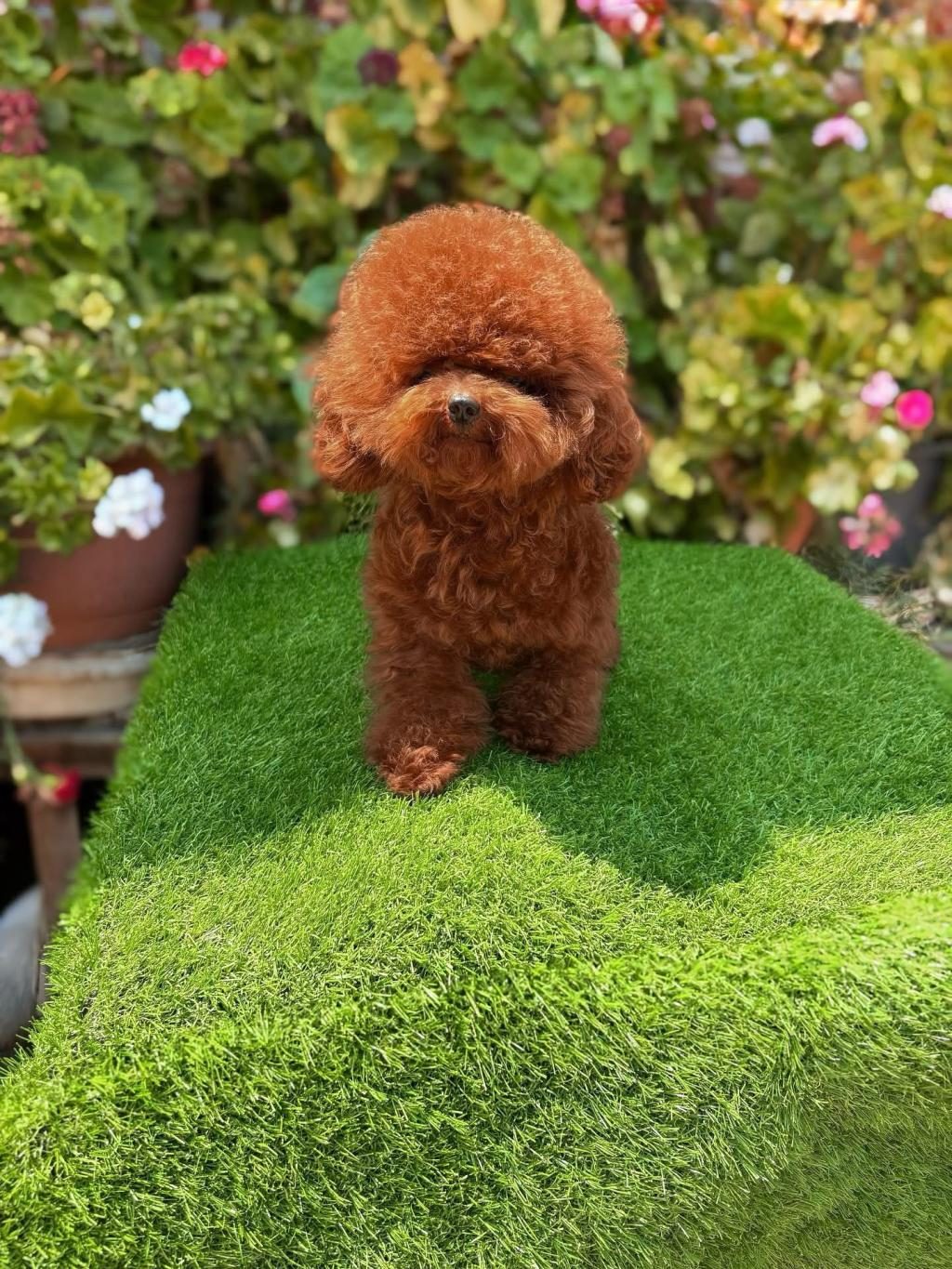 ANKARANIN TEK PET DANIŞMANLIĞI