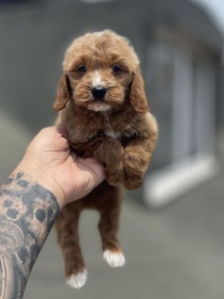 MALTİPOO YAVRULAR