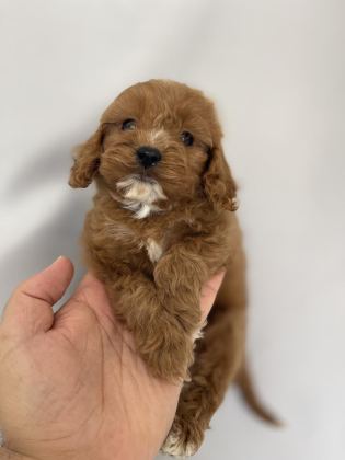 MALTİPOO YAVRULARI