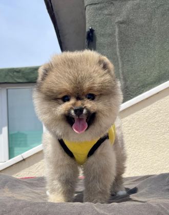 4 AYLIK DİŞİ RED BROWN TOY POODLE