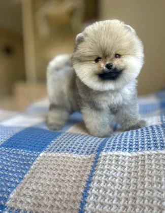 AYI SURAT POMERANİAN BOO YARULAR