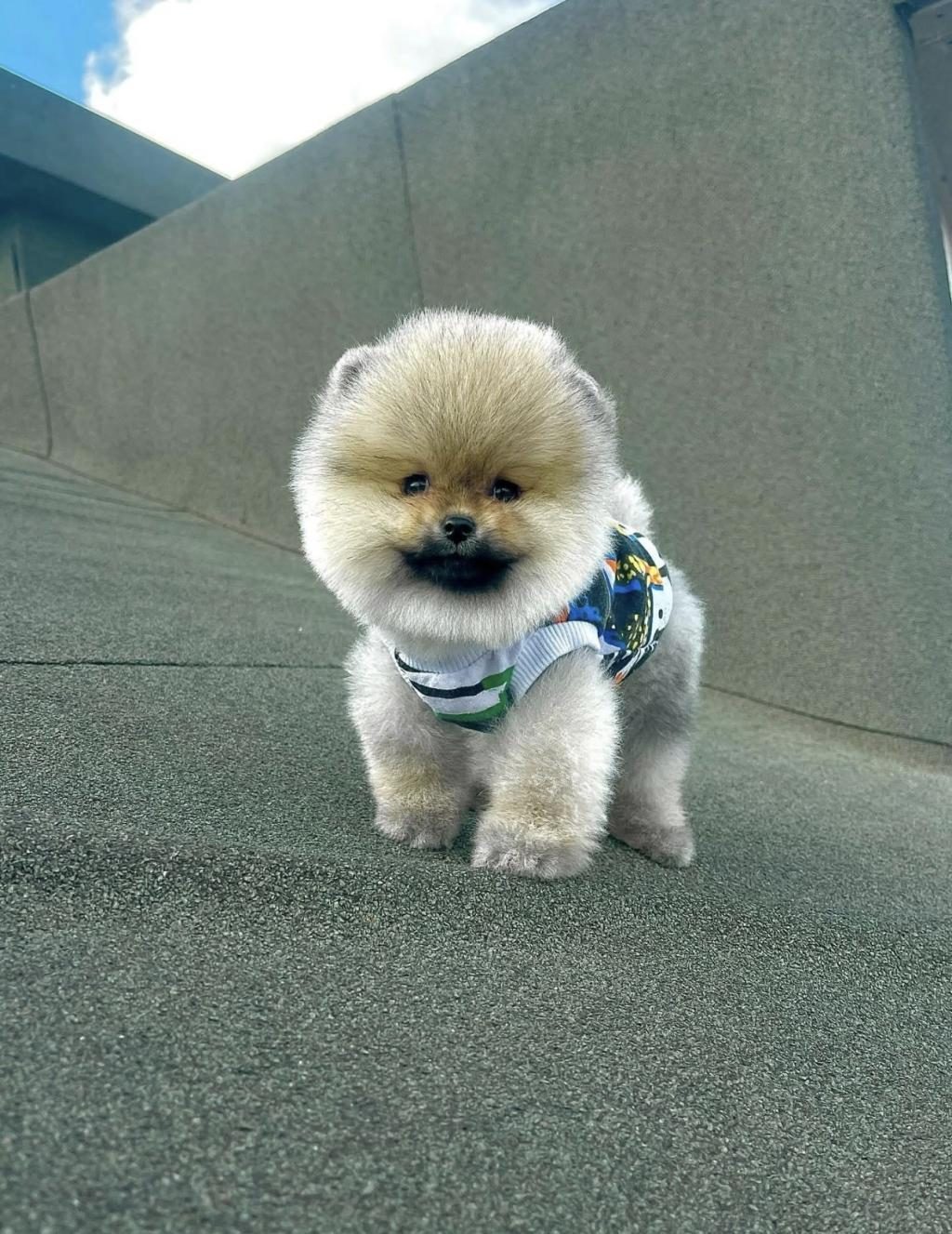 AYI SURAT POMERANİAN BOO YAVRULAR