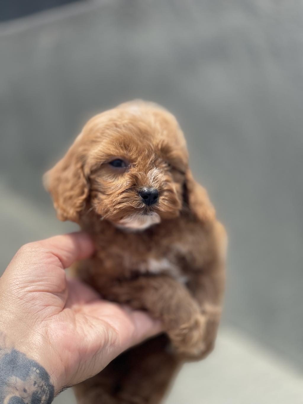 MALTİPOO YAVRULARI