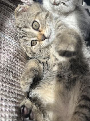 YAVRU SCOTTİSH FOLD KEDİMİZ