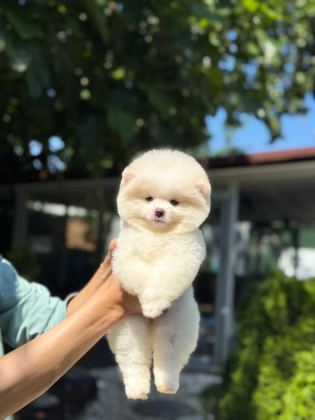 YAVRU POMERANİAN BOO YAVRULARIMIZ