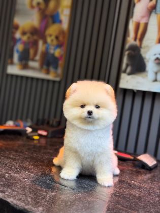 YAVRU POMERANİAN BOO KÖPEKLERİMİZ
