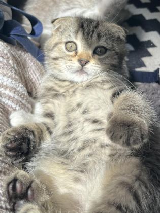 YAVRU SCOTTİSH FOLD KEDİMİZ