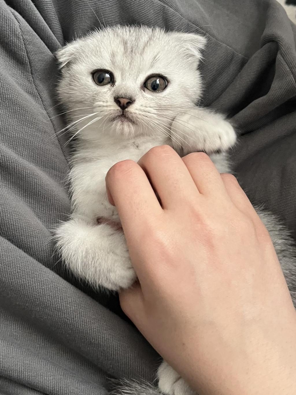 YAVRU SCOTTİSH KEDİMİZ