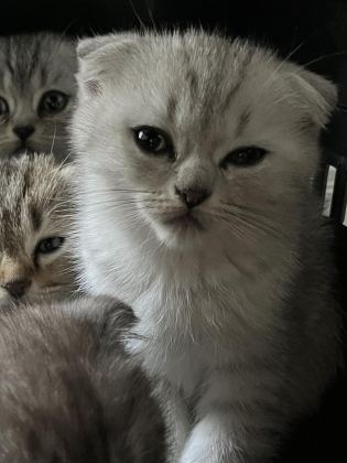 YAVRU SCOTTİSH KEDİMİZ