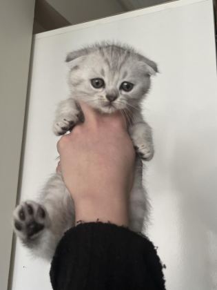 YAVRU SCOTTİSH KEDİMİZ