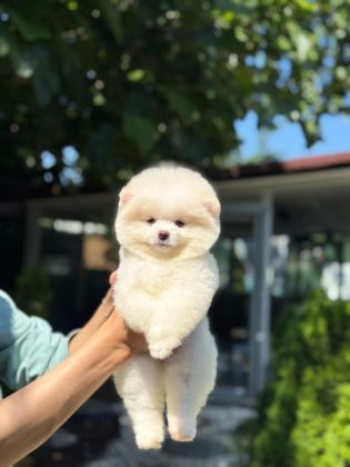 YAVRU POMERANİAN BOO YAVRULARIMIZ