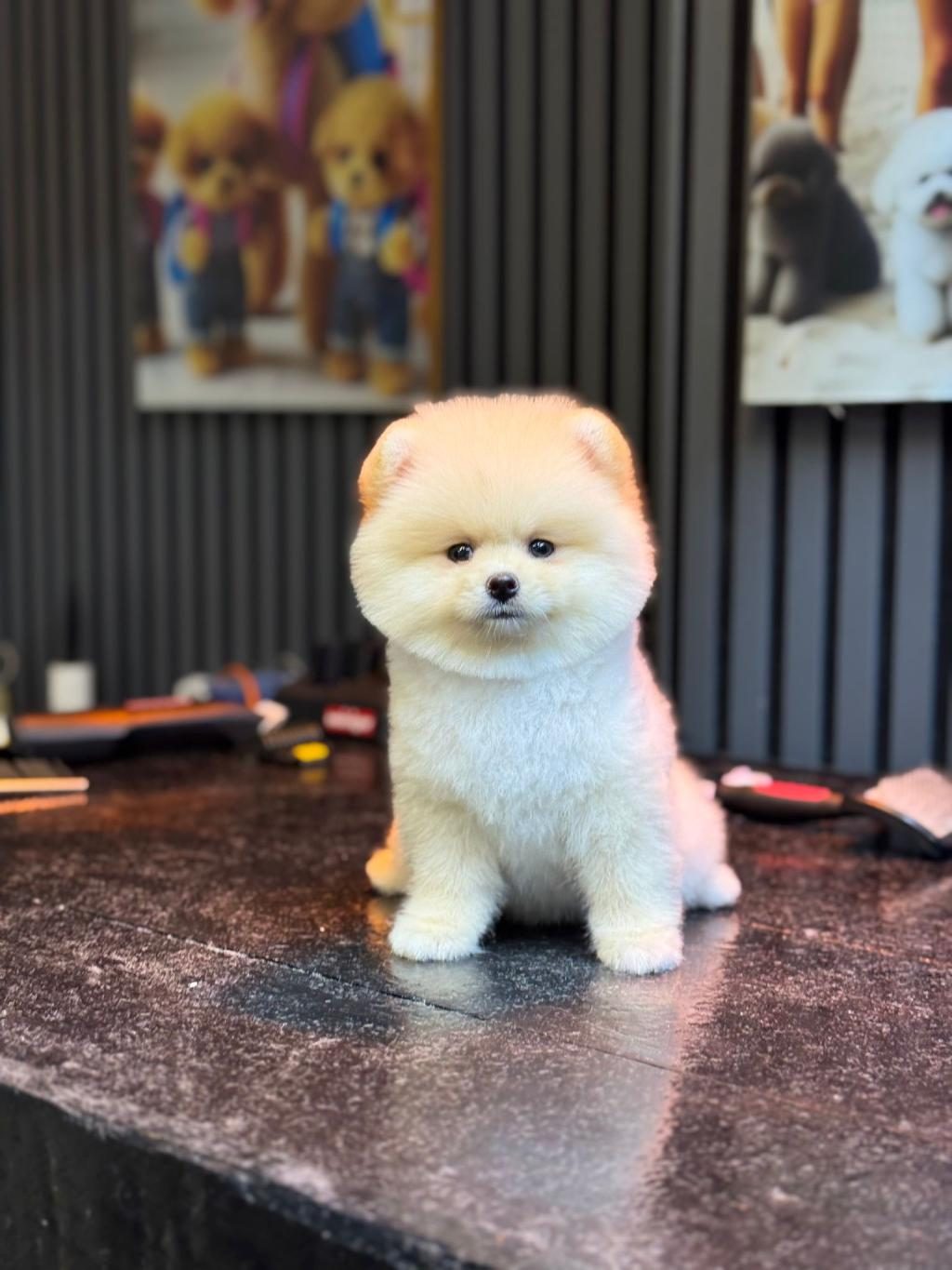 YAVRU POMERANİAN BOO KÖPEKLERİMİZ