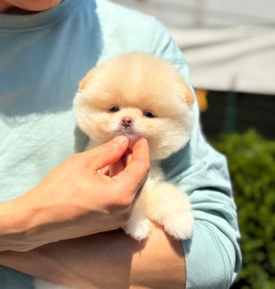 POMERANİAN BOO YAVRULARIMIZ