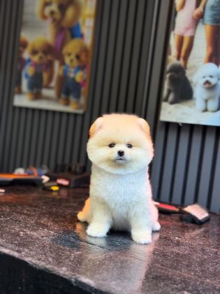YAVRU POMERANİAN BOO KÖPEKLERİMİZ