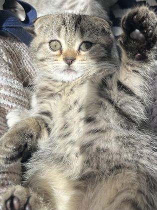 YAVRU SCOTTİSH FOLD KEDİMİZ