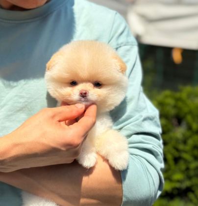 POMERANİAN BOO YAVRULARIMIZ