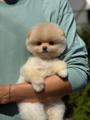 POMERANİAN BOO YAVRULARIMIZ