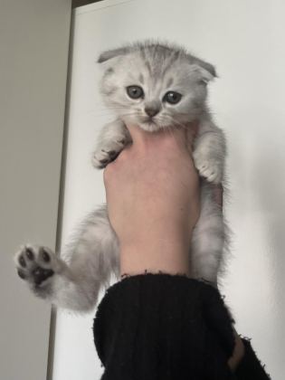 YAVRU SCOTTİSH KEDİMİZ