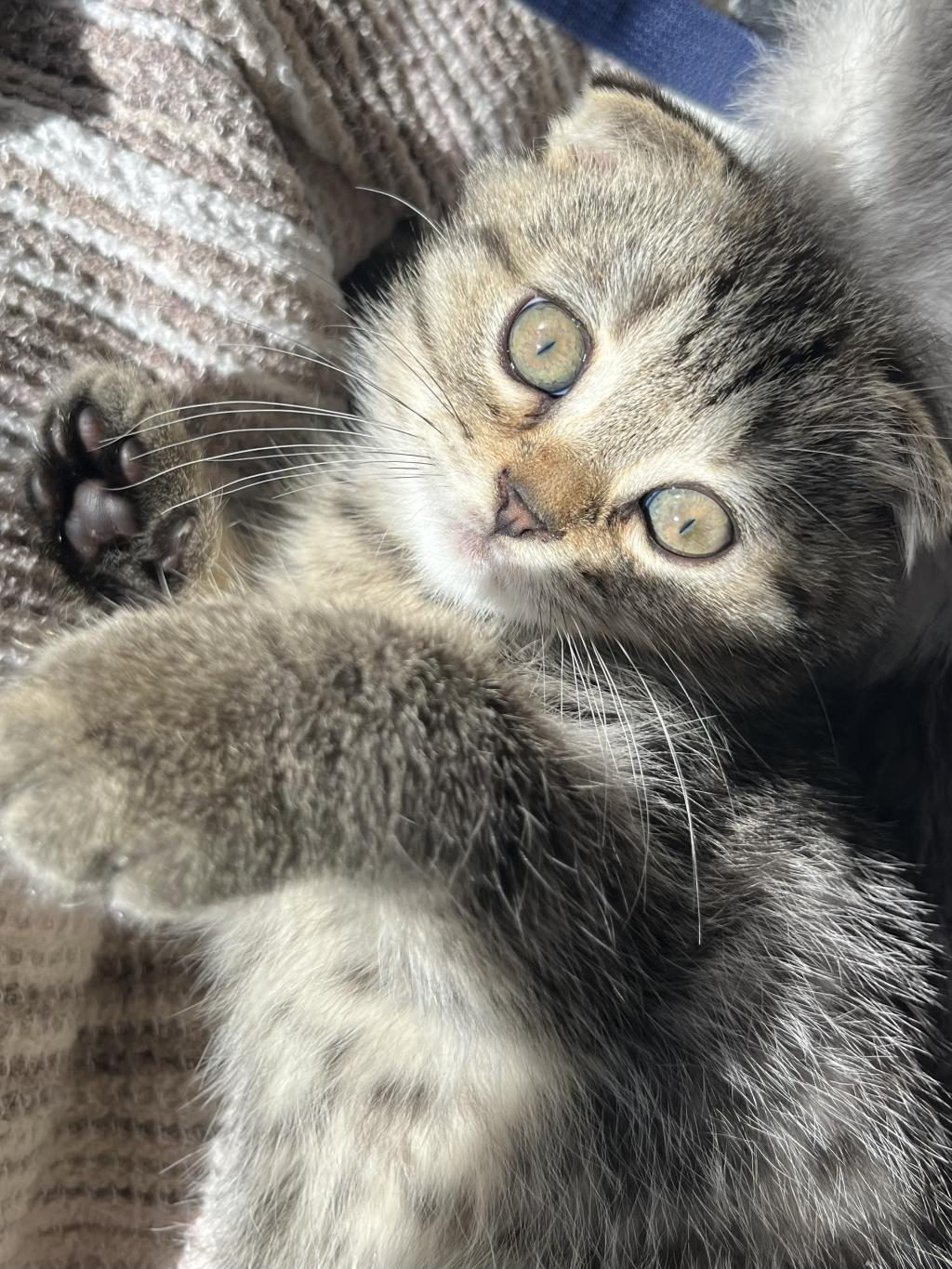 YAVRU SCOTTİSH FOLD KEDİMİZ