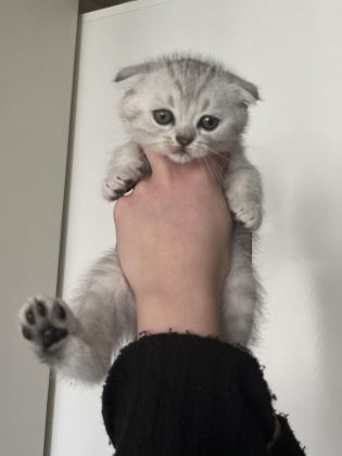 YAVRU SCOTTİSH KEDİMİZ