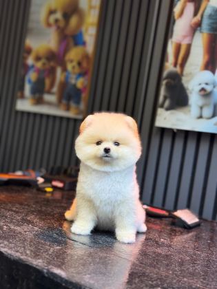 YAVRU POMERANİAN BOO KÖPEKLERİMİZ