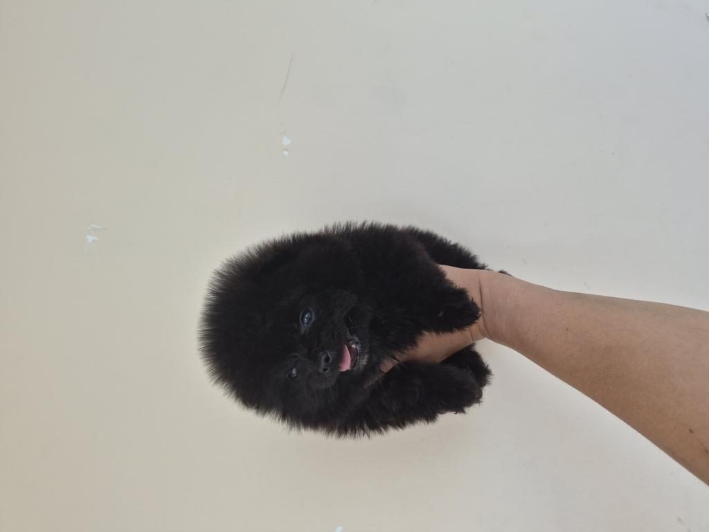 POMERANİAN BOO YAVRULAR