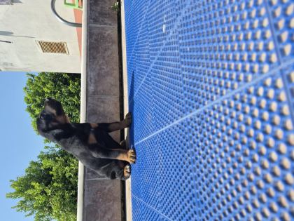 DOBERMAN YAVRULARIMIZ