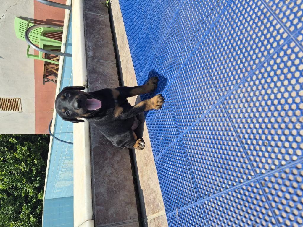 DOBERMAN YAVRULARIMIZ