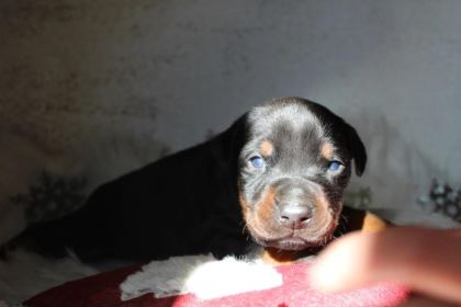 DOBERMAN YAVRU KÖPEKLER
