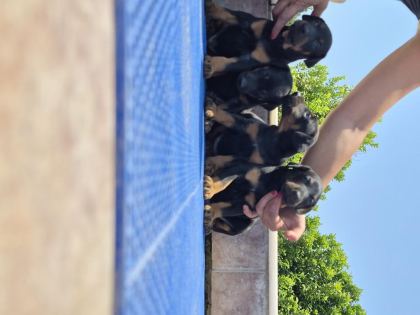 DOBERMAN YAVRULARIMIZ