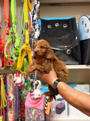 TOY POODLE KÖPEĞİMİZ